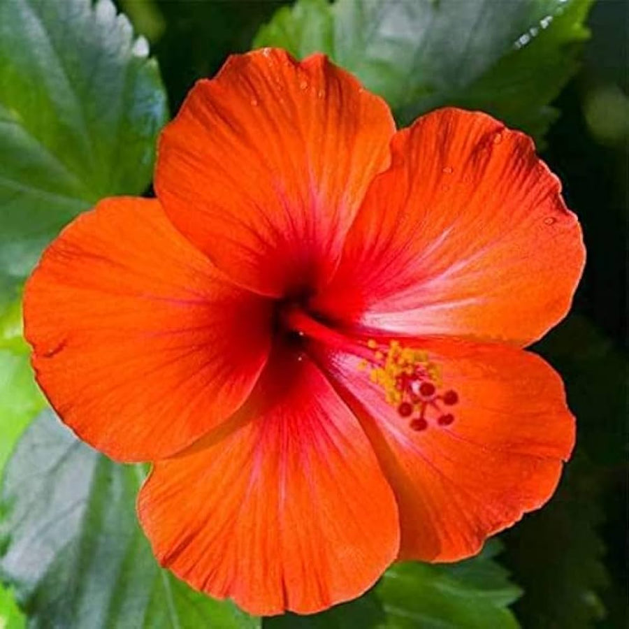 Hibiscus Hibiscus Rosa-Sinensis Orange Flower Seeds for Planting – Great for Tropical Home Garden and Balcony
