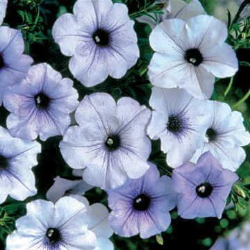 Petunia Petunia hybrida flower seeds for planting in hanging baskets or home garden - for planting in home garden