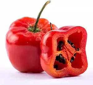 Manzano Chilli Pepper Capsicum pubescens for planting in vegetable patch