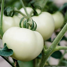 Great White Tomato Seeds (Solanum lycopersicum) for growers stocking the creamy white tomatoes in backyard gardens and salads