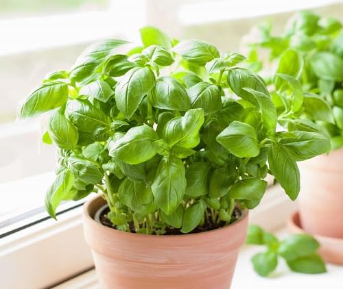 Basil Organic plant seeds for planting in home garden