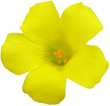Yellow Wood Sorrel Seeds (Oxalis stricta) for colorful blooms in the Home Garden Planting