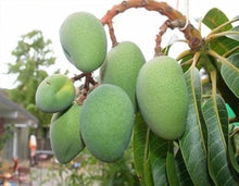 Giant Green Mango Seeds for a sweet addition to the home orchard