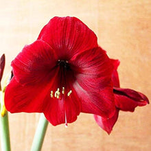 Rare Rainbow Lily Seeds for a lasting addition to the landscape