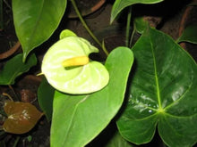 Anthurium Seeds for gardeners building out beds and borders