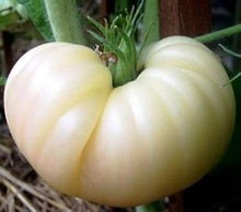 Great White Tomato Heirloom Seeds valued by growers for low-Acid Tomatoes