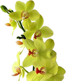 Phalaenopsis Orchid Seeds (Phalaenopsis spp.) for seasonal color across the Urban Garden & Flower Bed