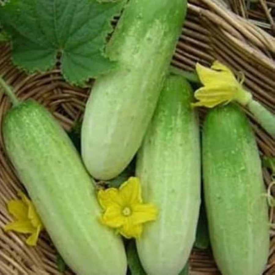 Straight Eight Cucumber seeds for organic non-GMO year-round harvesting