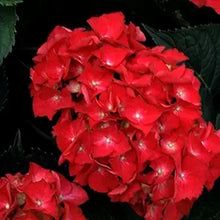 Hydrangea Hydrangea Macrophylla Mixed Seeds for trellises and fences in the Garden Seasonal Displays