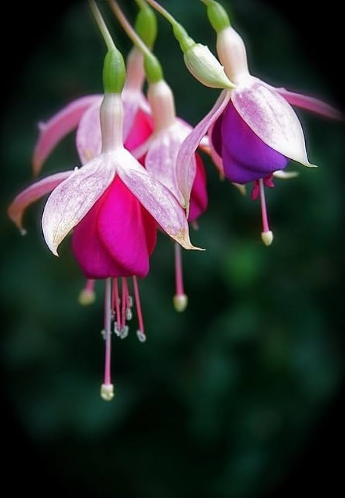 Fuchsia Rare Flower Seeds