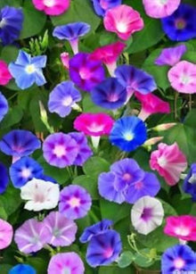 Hornschotenklee Seeds for growers seeking a long-blooming display