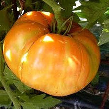 Amana Orange Tomato (Solanum lycopersicum) for planting in vegetable patch