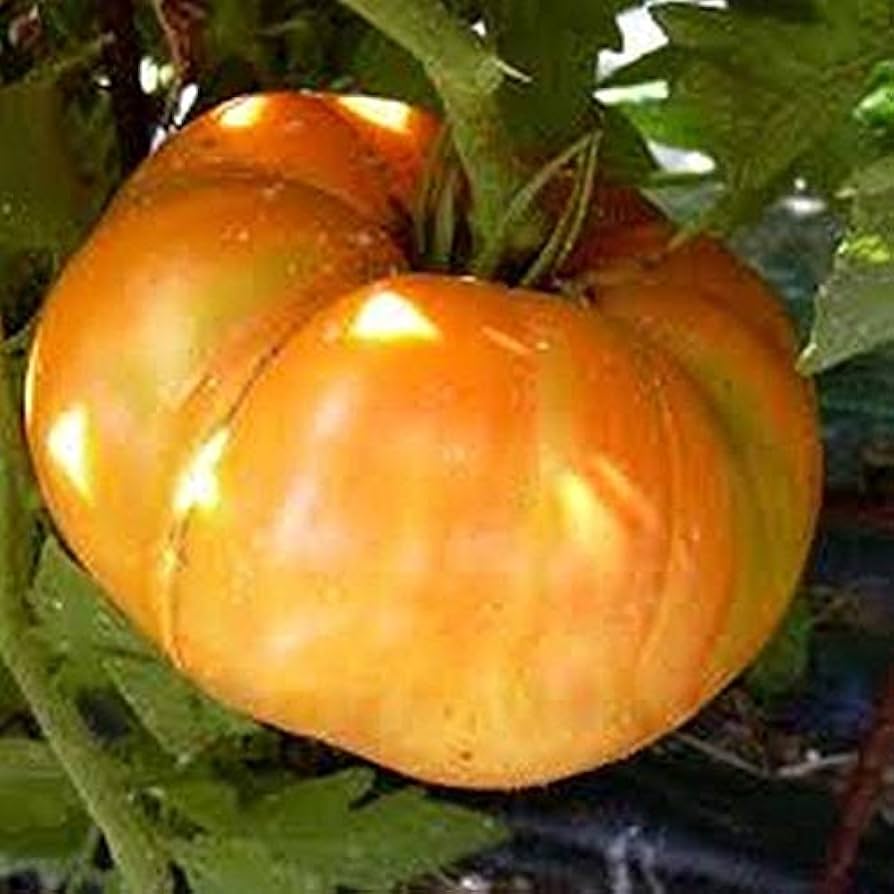 Amana Orange Tomato (Solanum lycopersicum) for planting in vegetable patch