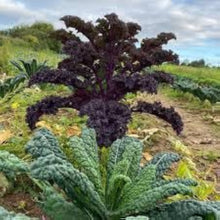 Kale Zier Seeds for a productive addition to the vegetable patch