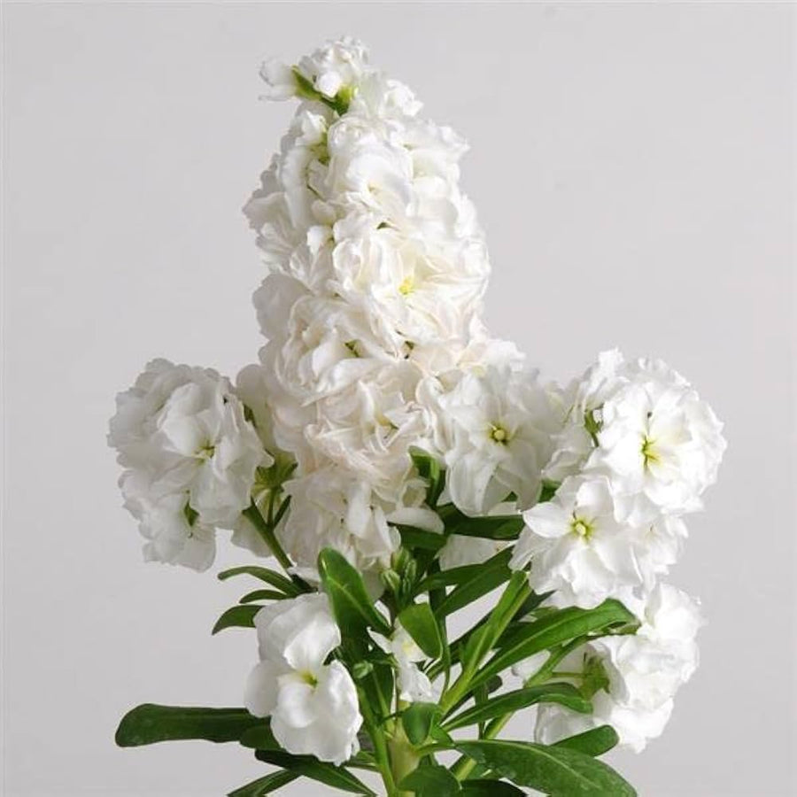 Abend Duft Stock Karmesinrot flower seeds