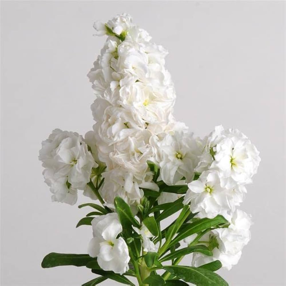 Fragrant bonsai mix ��������� Rare flower seeds for planting in miniature bonsai displays