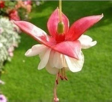 Fuchsia Lantern Seeds (Fuchsia magellanica) for growers filling out the hanging baskets and balcony gardens