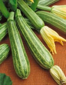 Italian Early Zucchini Seeds for home growers seeking a reliable harvest