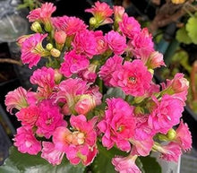 Kalanchoe Bonsai Plant ��������� Kalanchoe spp. ��������� for indoor pot planting