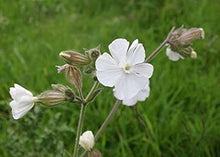 White Campion Silene latifolia flower seeds for planting in backyard gardening beds
