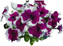 Petunia Petunia Hybrida Double Petals Seeds for growers filling out the Hanging Ornamental Borders