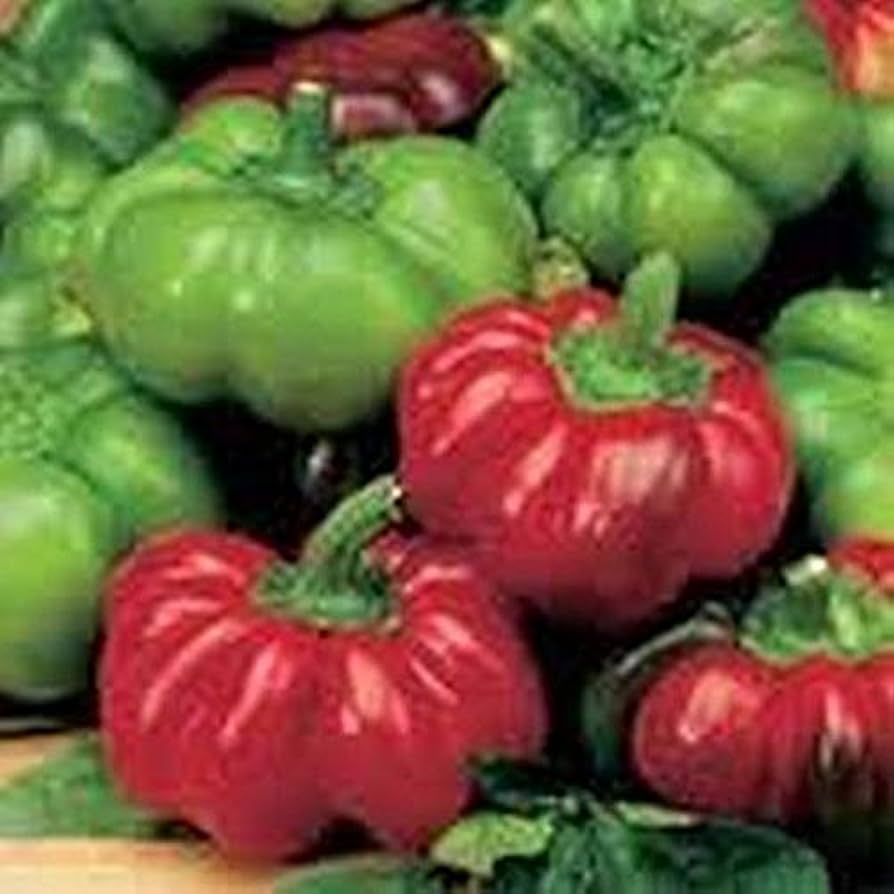 Topepo Rosso Pepper Seeds Imported Italian Heirloom Sweet Red Fruit