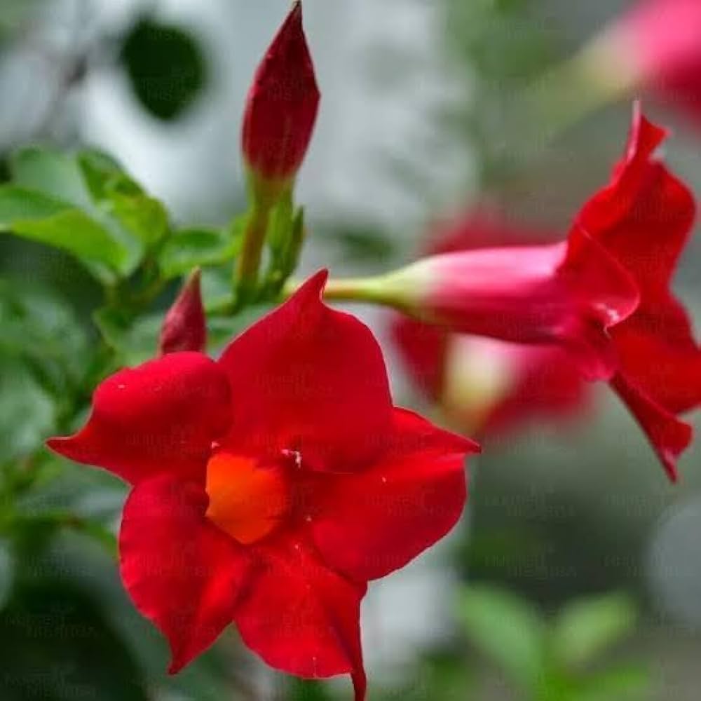 Red and white mandevilla sanderi flower seeds