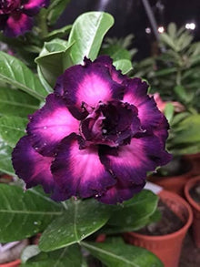 Desert Balcony Red Seeds for growers seeking a long-blooming display