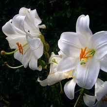 Garland Flame Lilium Brownii Seeds for growers filling out the Flower Bed & Garden