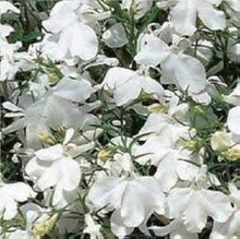 Lobelia Seeds for a colorful addition to any planting