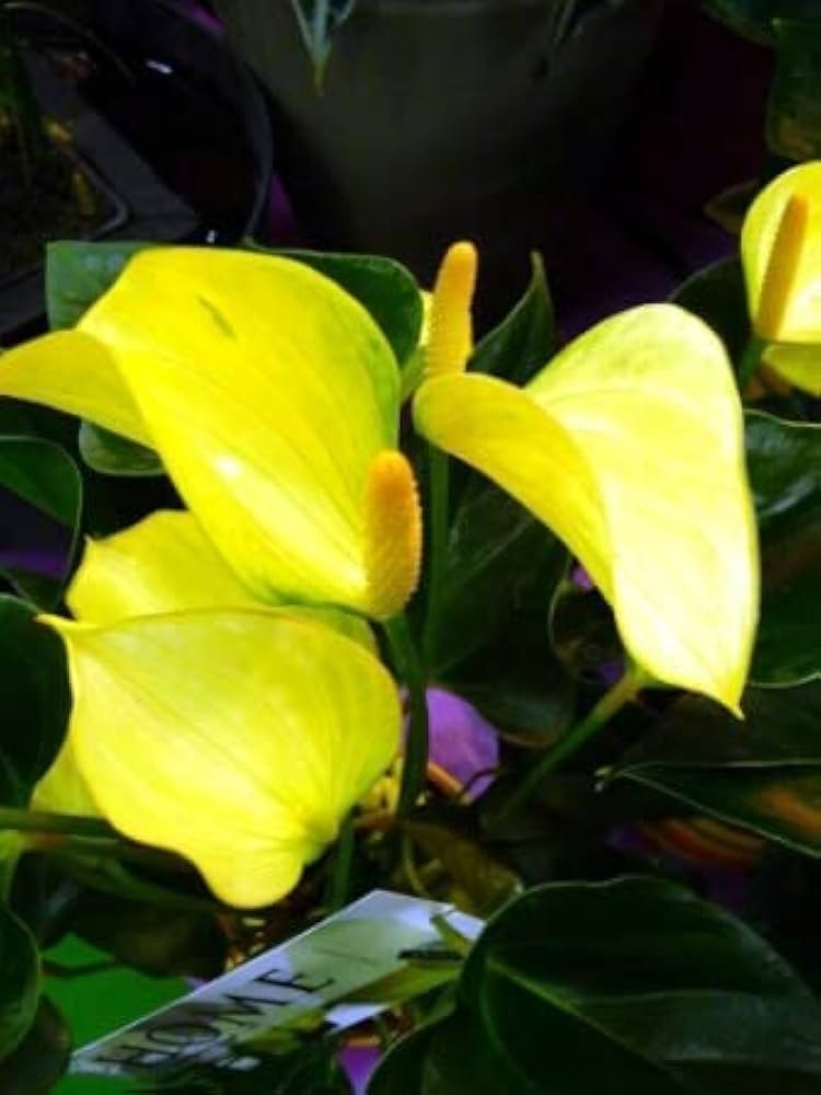 Anthurium Flower ��������� Anthurium andraeanum ��������� for planting in yellow green garden
