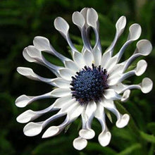 African Blue Daisy Seeds (Osteospermum ecklonis) for a lasting display in the Flower Garden Edge