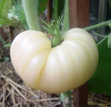 Basinga Tomato - Samen - Gelb Beefsteak Seeds for a productive addition to the vegetable patch