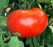 Big Boy Hybrid Tomato Seeds valued by growers for high Yield