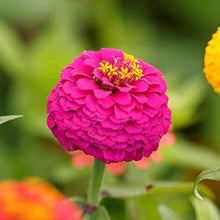 Zinnia Zinnia Elegans Bright Giant Seeds valued for large Flower Seasonal Displays