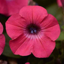 Petunia Shock Wave Rose Seeds (Petunia hybrida) for a bright addition to the vibrant bedding and indoor pots