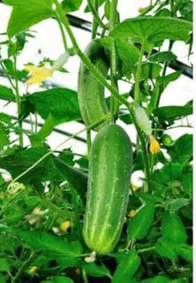 All Kinds of Melons Cucumber Japanese Long Cucumber Seeds (Cucumis sativus) for a reliable harvest in the Vegetable Patch