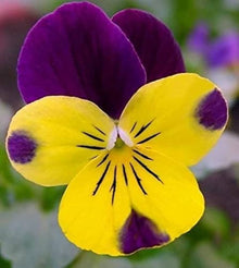 Pansy flower Seeds (Viola tricolor) for growers filling out the hanging baskets or balcony flower boxes
