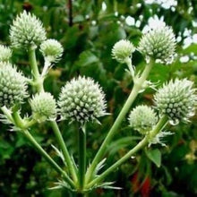 Eryngium Yuccifolium Flowers for Planting for Flower Bed Seeds for growers filling out the Flower Bed