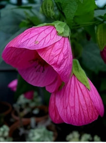 Bright Pink Orange-Tipped Hibiscus Seeds for sweet homegrown fruit in the Summer Borders