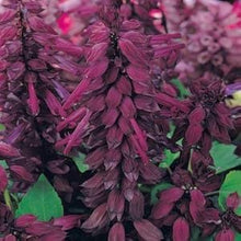 Salvia Splendens Sizzler Burgundy Seeds for a bright addition to the Cottage Garden Flower Pots