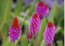 Orchid Primrose Seeds for growers seeking a long-blooming display