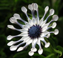 Osteospermum Seeds (African daisy) for growers filling out the vertical garden and container planting