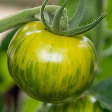 Tomato Seeds (Solanum lycopersicum) for a reliable harvest in the Green Zebra in Home Garden