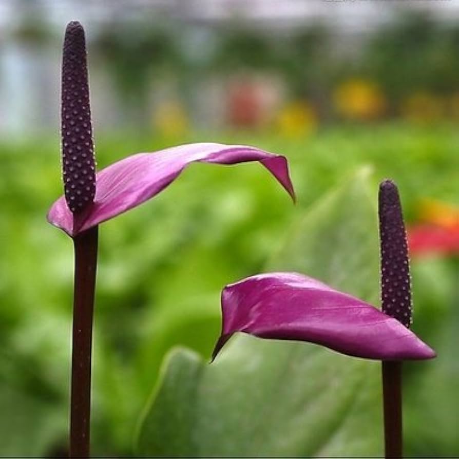Anthurium Anthurium andraeanum mixed flower seeds for planting in indoor pots and shaded garden spaces - for planting in home garden