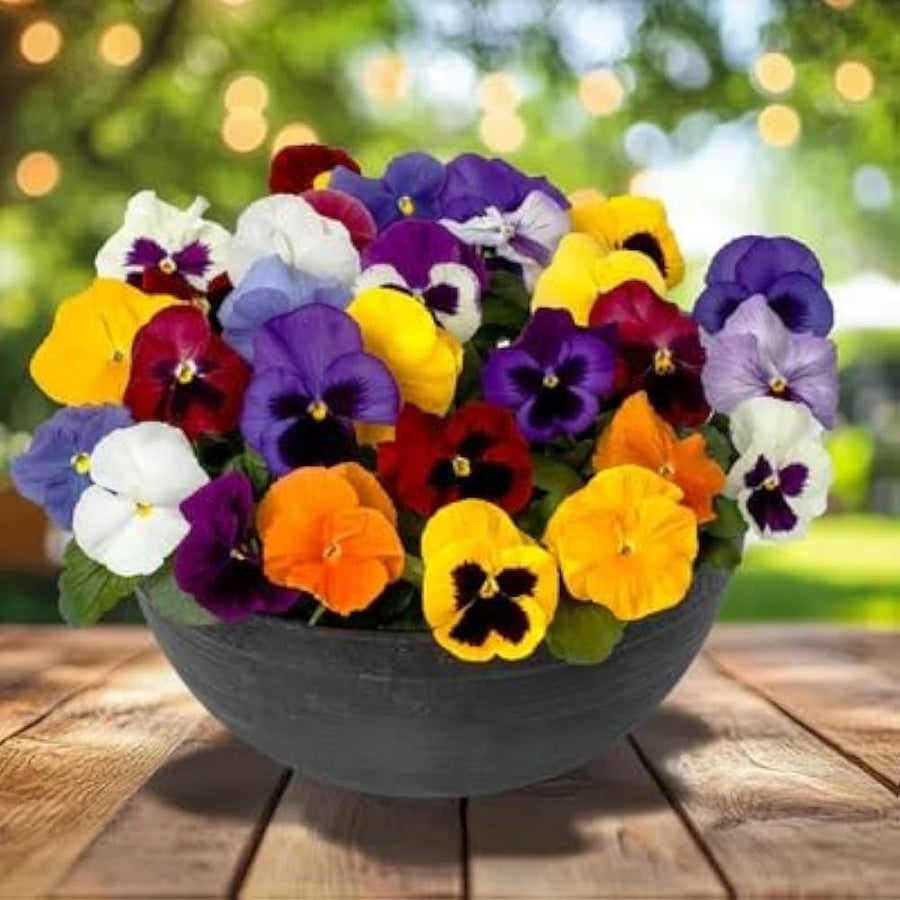 Mix Pansy Viola Winter Flowering Seeds for a bright addition to the Container Planting