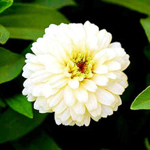 Zinnia ‘Double Salmon Profusion’ Seeds for a colorful addition to any planting