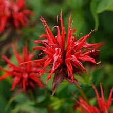 Bee Balm Seeds (Monarda spp.) for colorful blooms in the Flower Bed