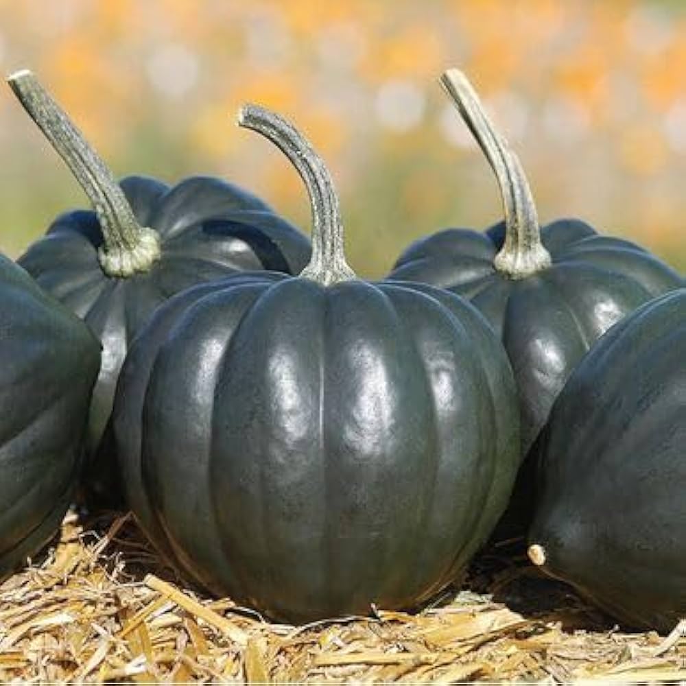 Black Mini Pumpkin (Cucurbita pepo) for planting in bonsai or home garden