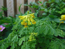 Corydalis Lutea Seeds (Lutea rock) for colorful blooms in the Corydalis garden flower border